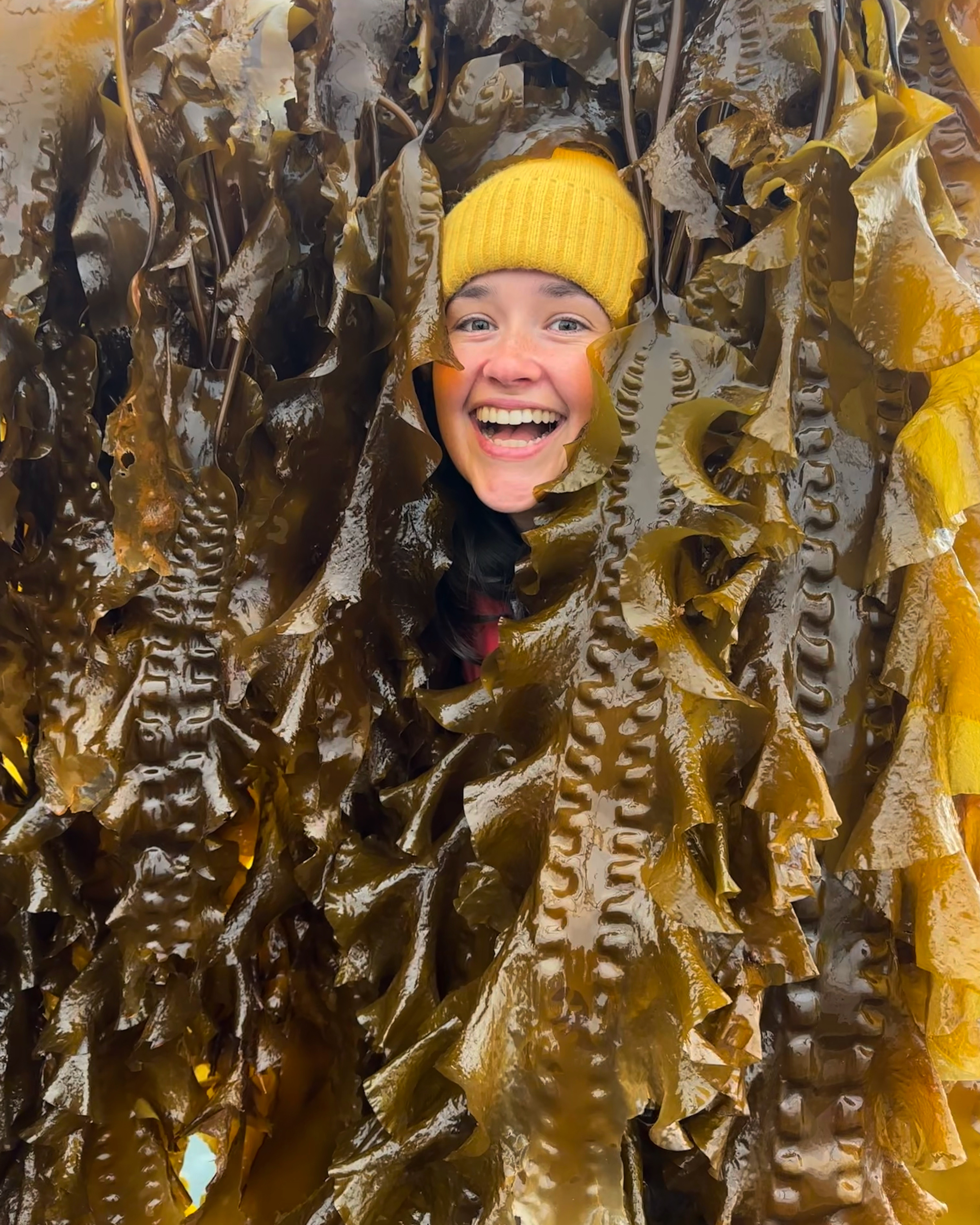 Kelp forest