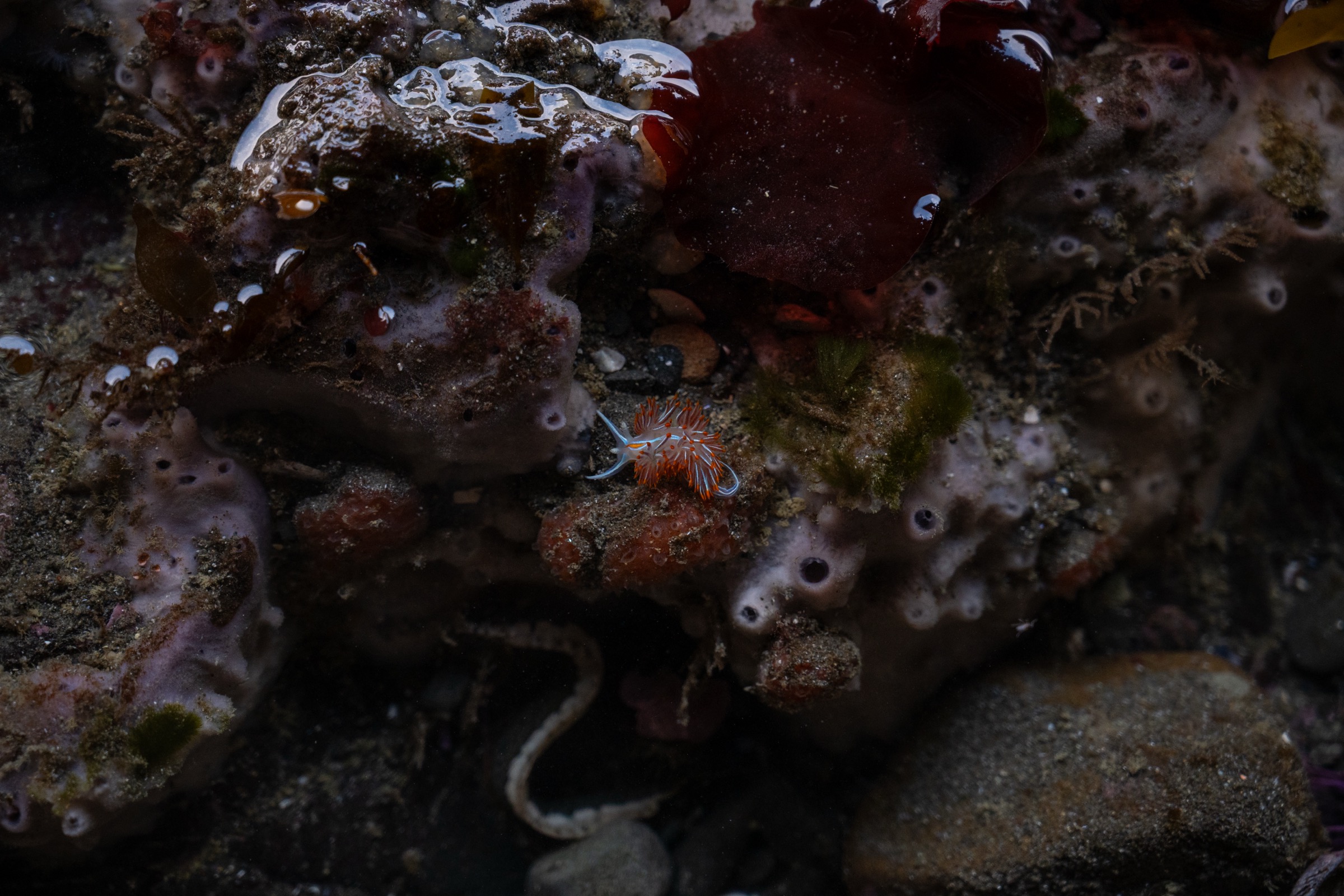 Sea slug in a tide pool