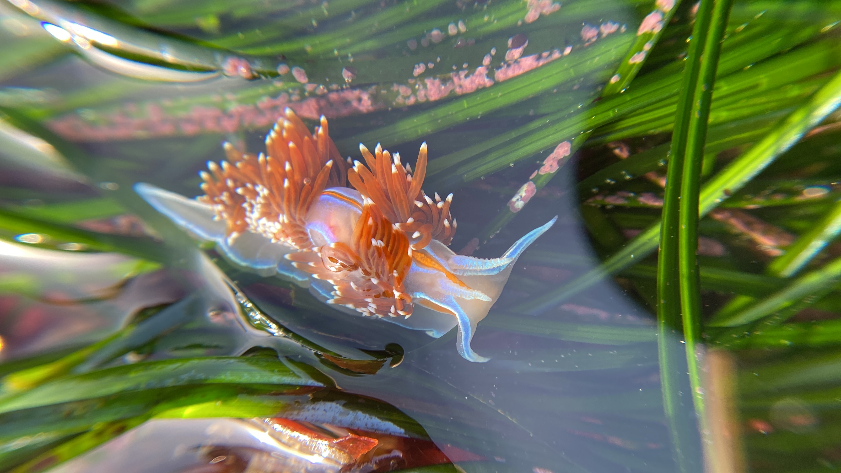 Colorful sea life in a tidal pool