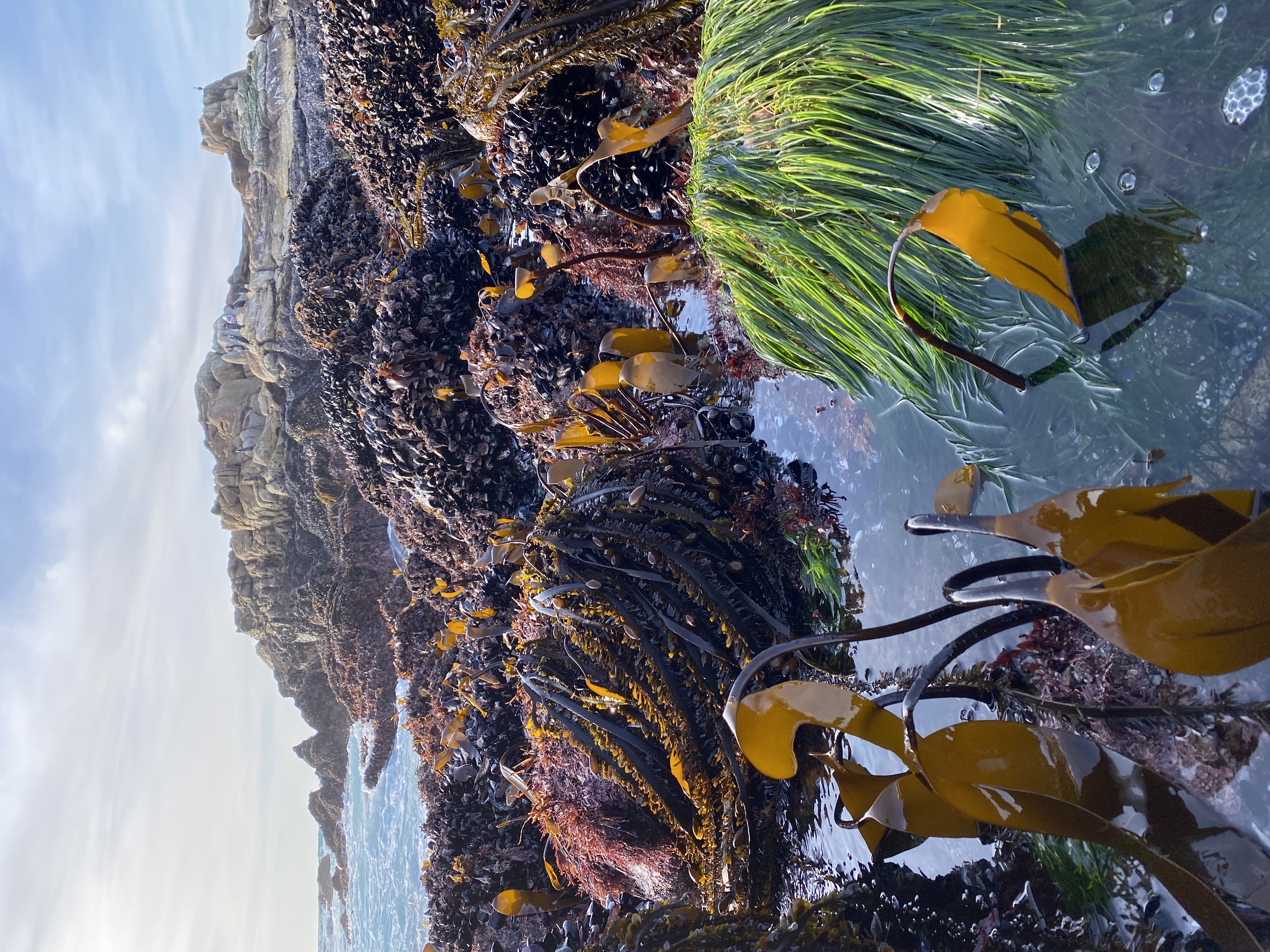 Tide pooling safety